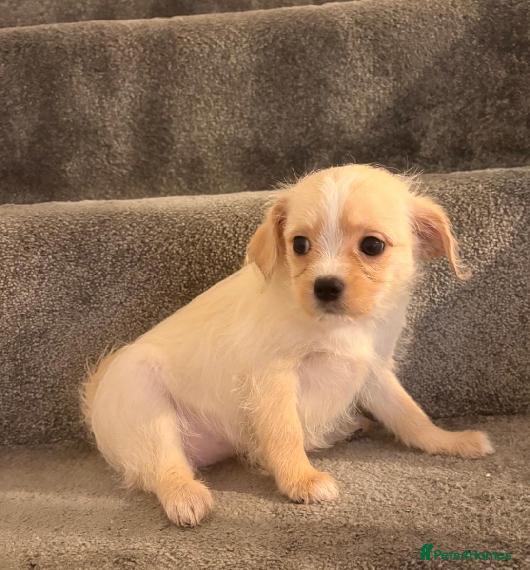 Mixed Breed dogs 🐾 Adorable Puppies Ready for Forever Homes 🐾 - Advert 3