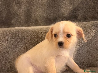 Mixed Breed dogs 🐾 Adorable Puppies Ready for Forever Homes 🐾 - Advert 3