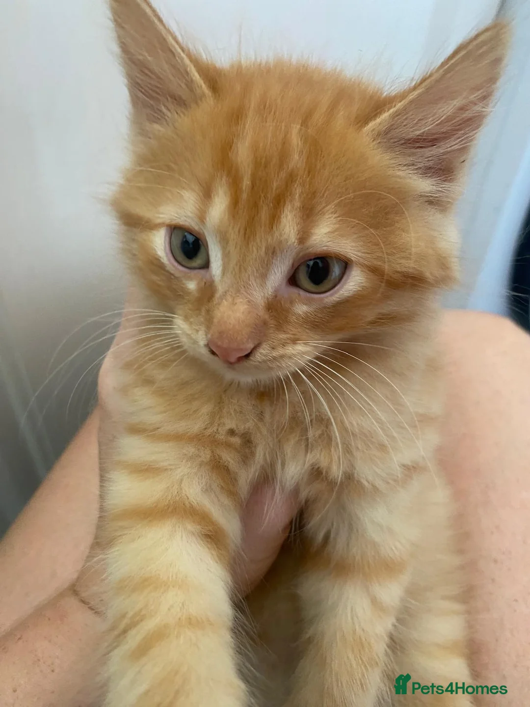 Mixed Breed cats for sale: 6 kittens looking for loving homes  - Advert 7