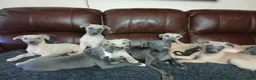 Whippet dogs for sale: High Quality Whippet pups Crufts - Advert 37