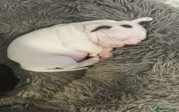 Boston Terrier dogs for sale: 🎃👻 TWO BOO-TIFUL BOO-STON BABIES 👻🎃 - Image 6