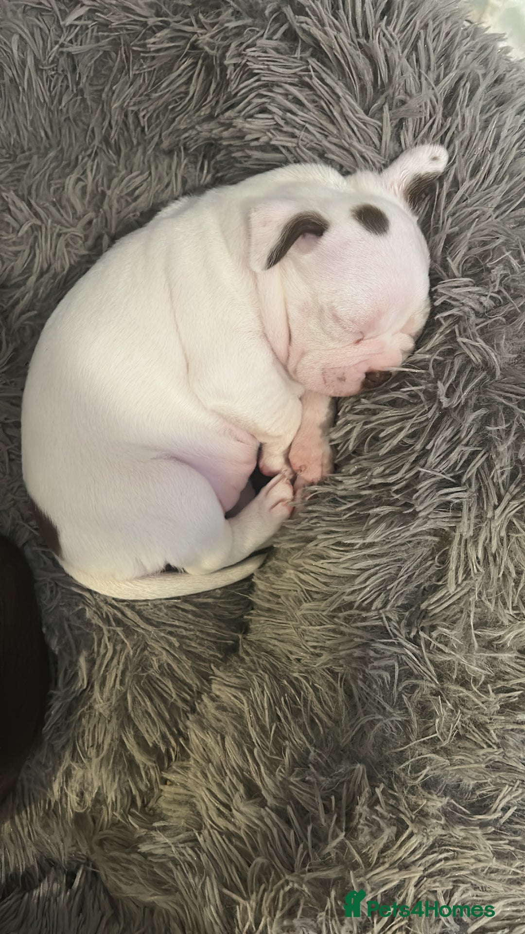 Boston Terrier dogs for sale: 🎃👻 TWO BOO-TIFUL BOO-STON BABIES 👻🎃 - Image 6