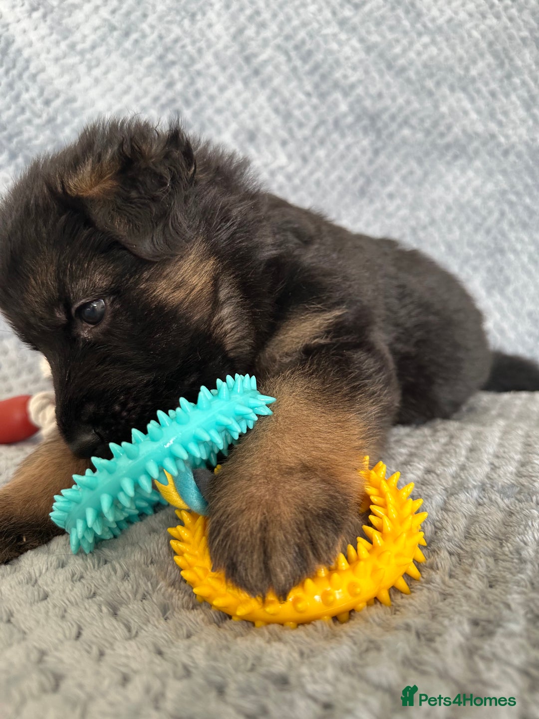 German Shepherd dogs for sale: K/C Registered German Shepherd Puppies  - Image 17