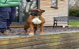 Boxer dogs for sale: Champion sired Lovely  Boxer Puppy Available  - Image 12