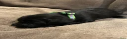 Springador dogs for sale: Springador pups - Advert 29