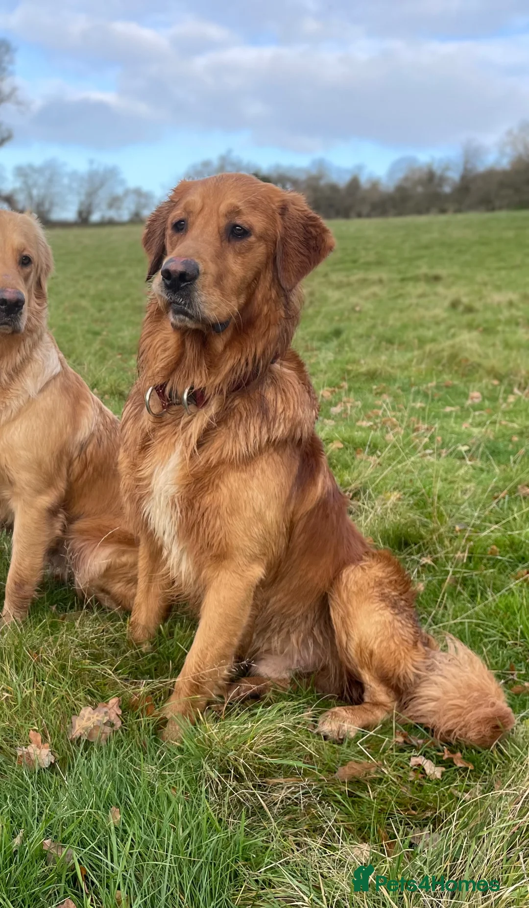 Mixed Breed dogs for sale: Small Munsterlander x golden retriever  - Advert 25
