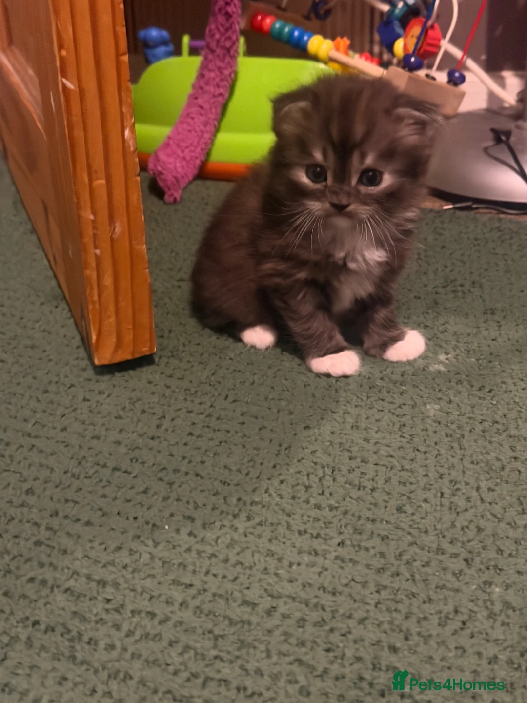 Mixed Breed cats for sale: British Shorthair and Scottish Fold kittens - Advert 17