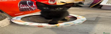 British Shorthair 3