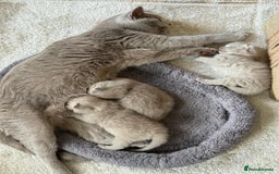 British Shorthair cats for sale: Lilac Brithish Shorthair  - Image 6