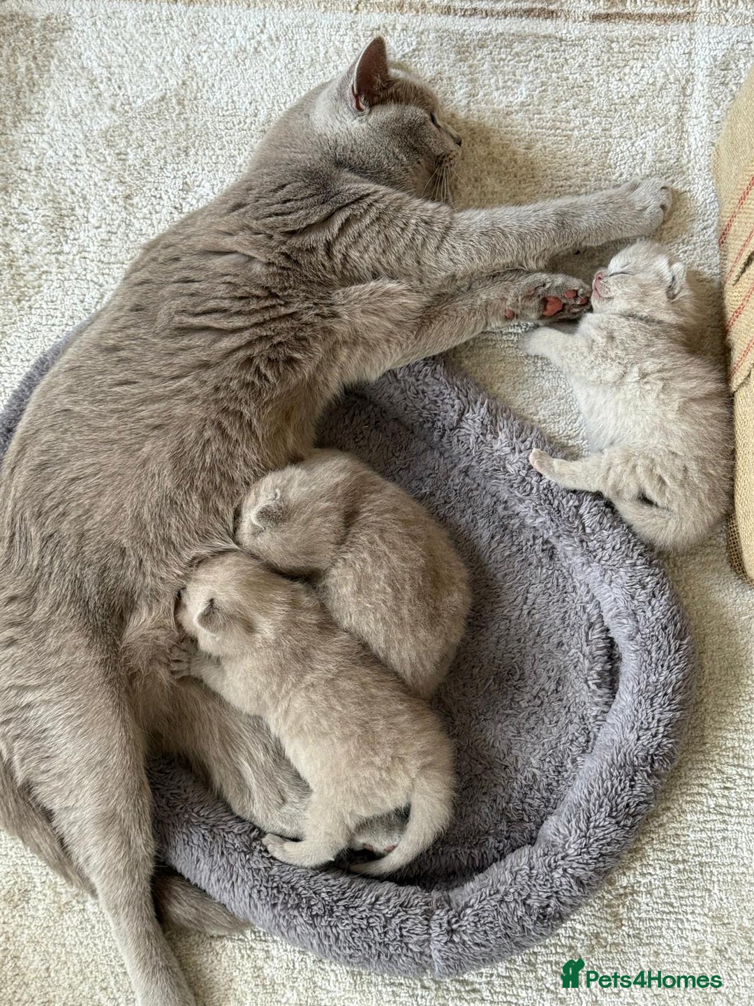 British Shorthair cats for sale: Lilac Brithish Shorthair  - Image 6