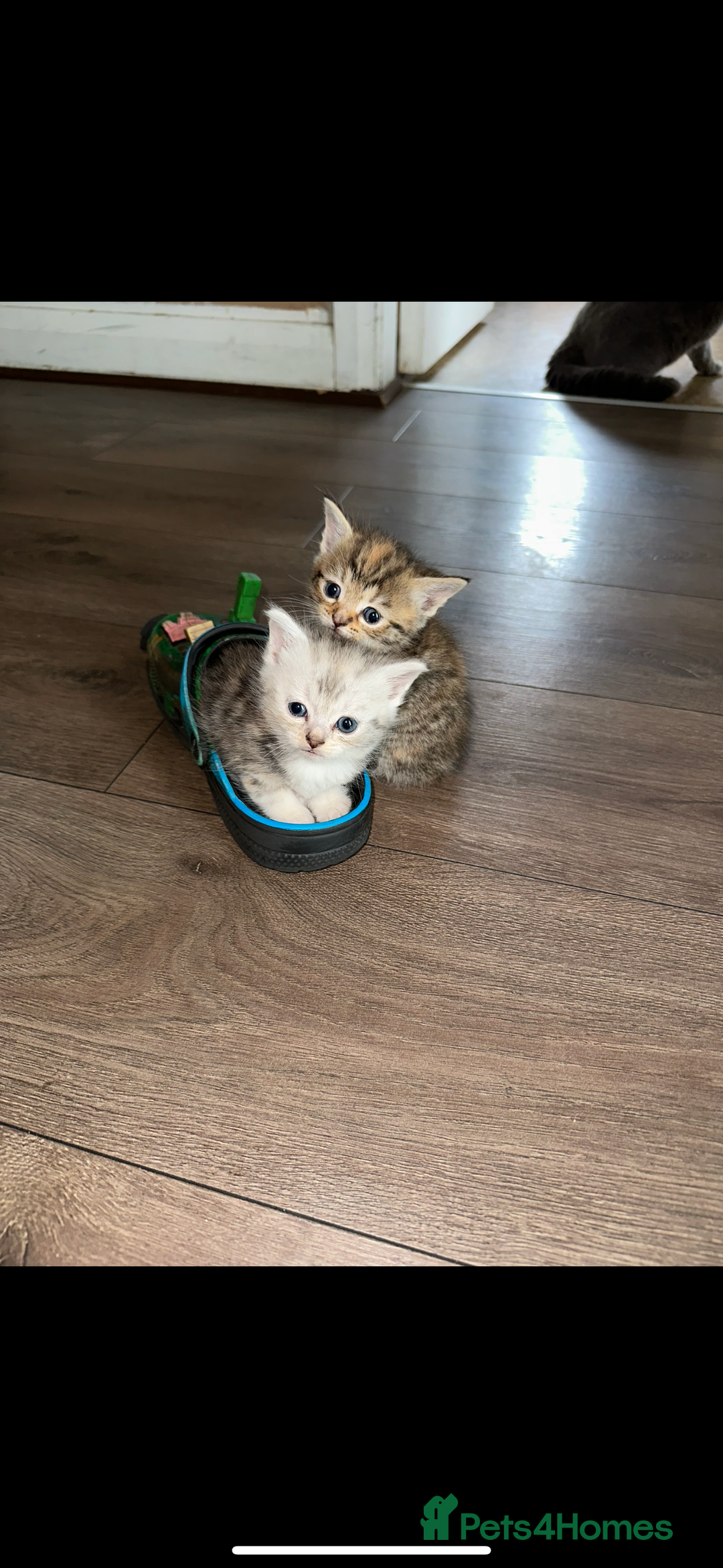 Persian cats for sale: Beautiful kittens ready for forever homes  - Image 2