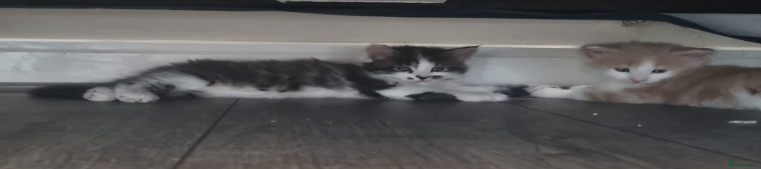 Maine Coon Kitten 5