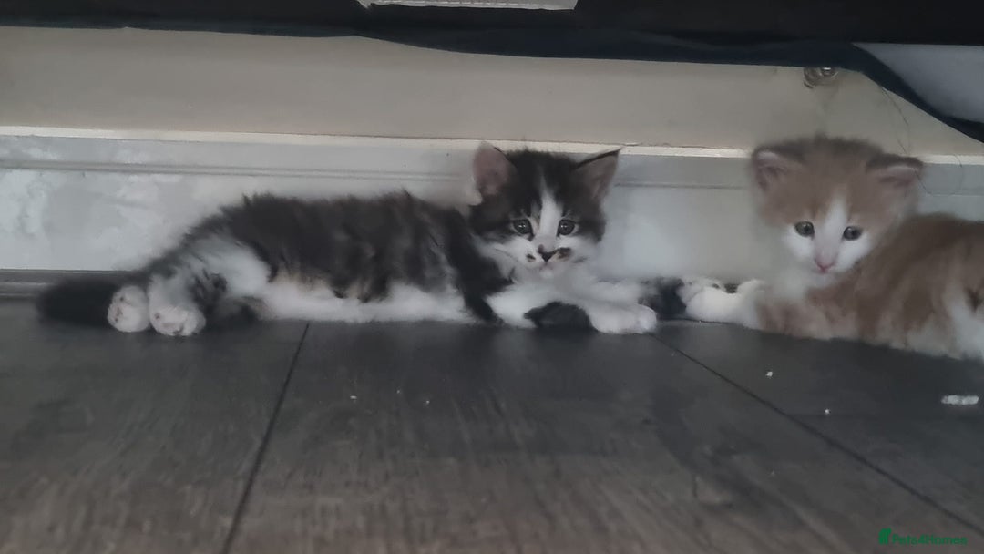 Maine Coon cats for sale: Maine Coon Cross All Ready To Go Now - Image 27