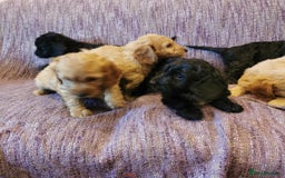 Cockapoo dogs for sale: COCKAPOO PUPPIES FOR SALE ready now  - Image 19