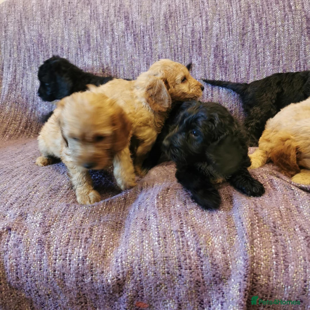 Cockapoo dogs for sale: COCKAPOO PUPPIES FOR SALE ready now  - Image 19
