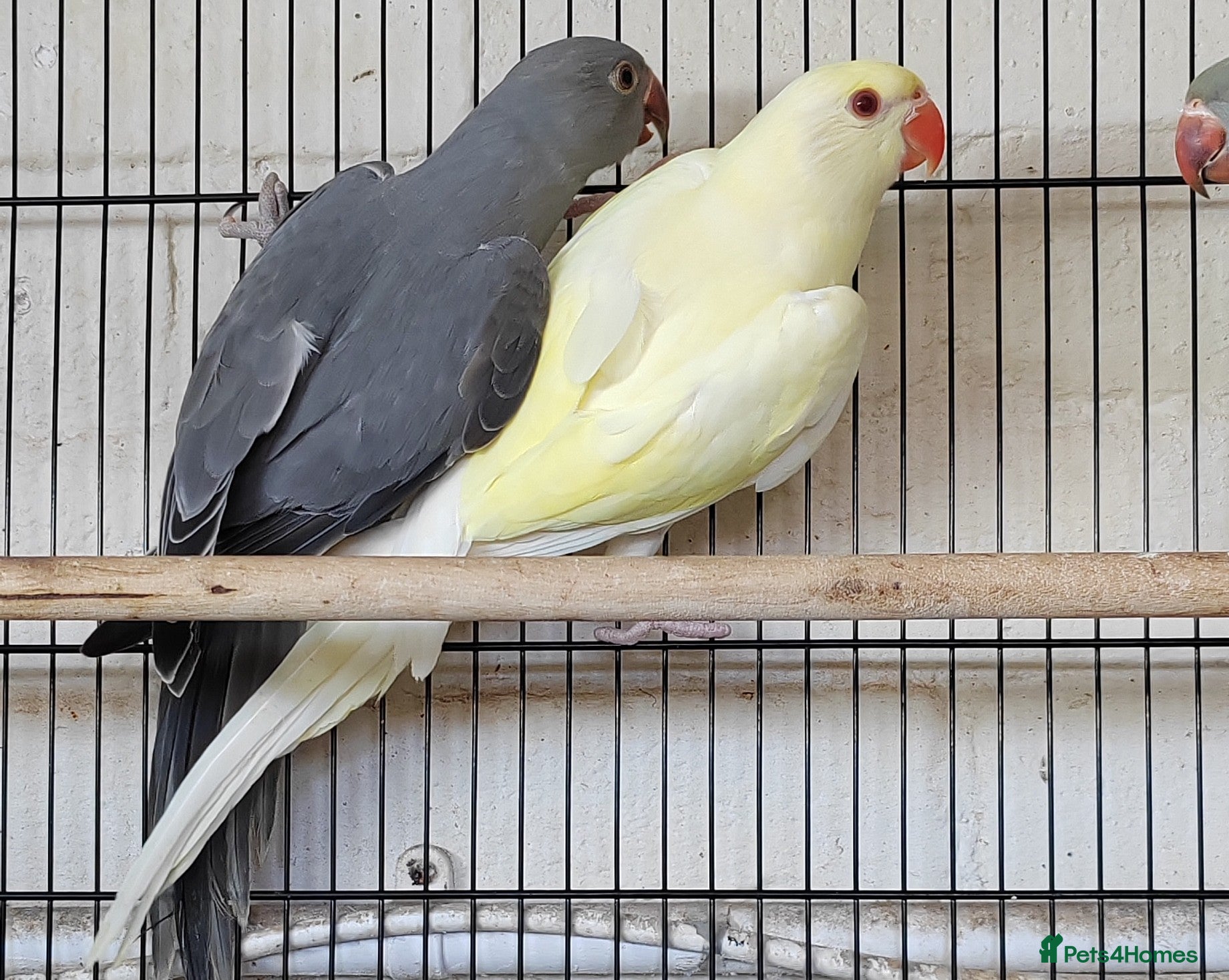 Ringnecks birds for sale: Beautiful Indian Ringneck babies available  - Advert 3