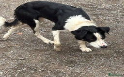 Border Collie dogs for sale: Active border terrier for re homing  - Image 3
