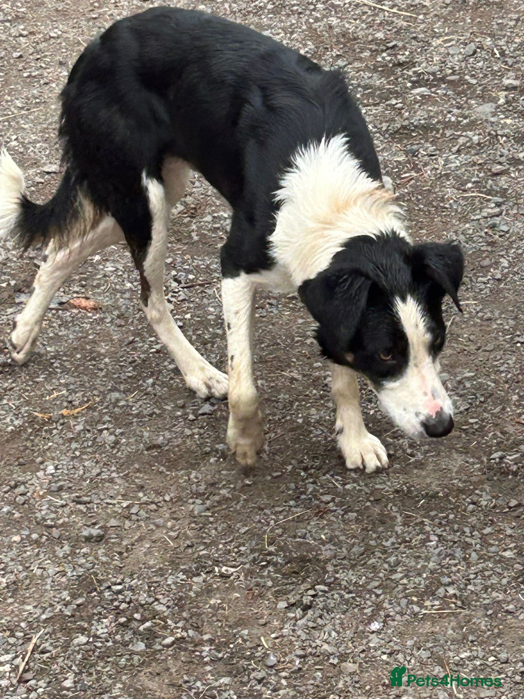 Border Collie dogs for sale: Active border terrier for re homing  - Image 3