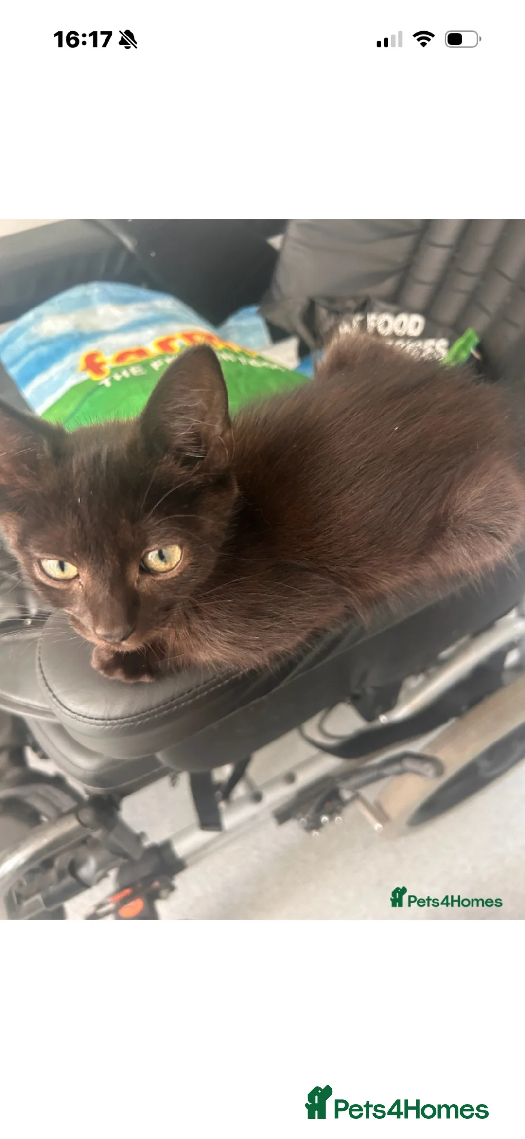 Mixed Breed cats for sale: Ragdoll x tabby  in South Ockendon - Advert 1