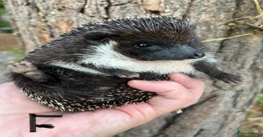Pygmy Hedgehog rodents - Advert 5