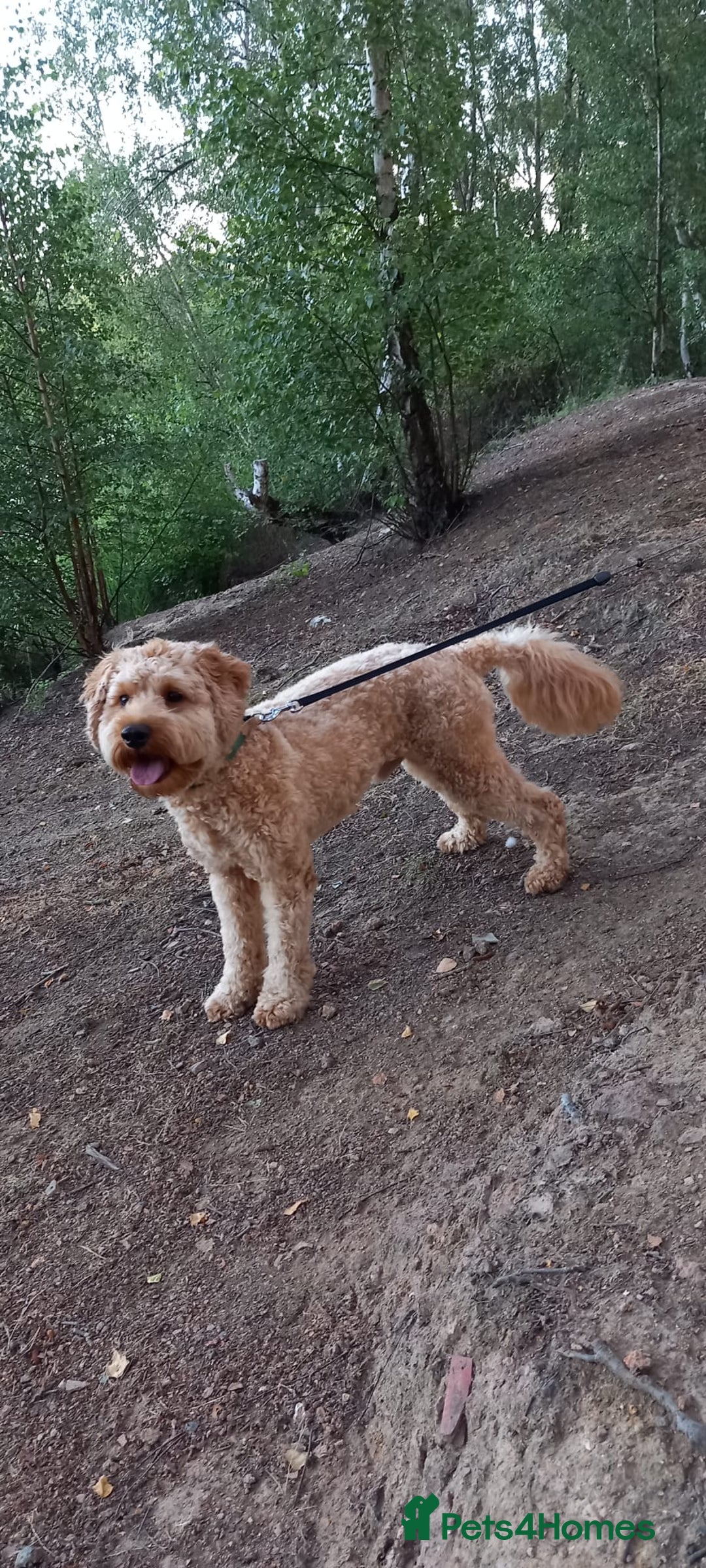 Cavapoo dogs for stud: Cavapoo F1B is ready for stud - Image 2