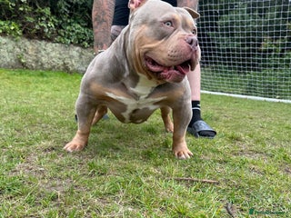 American Bully dogs in Grays - Advert 6