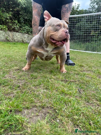 American Bully dogs in Grays - Advert 14