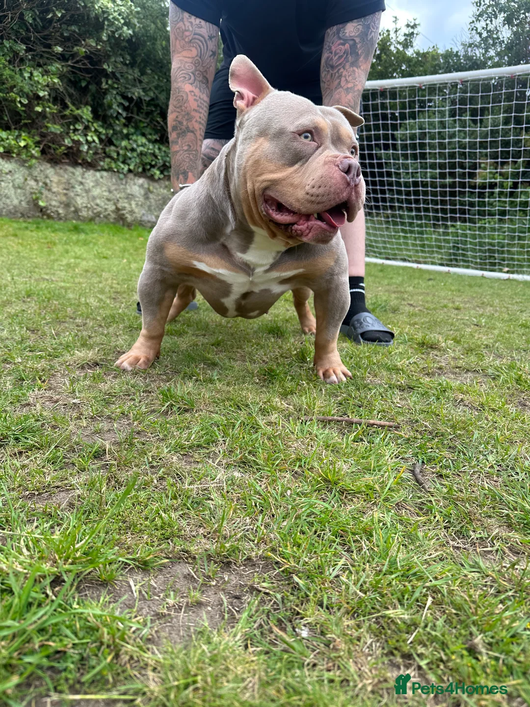 American Bully dogs for stud: Lilac tri pocket bully  - sire of 8 litters! in Grays - Advert 1