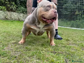 American Bully dogs Lilac tri pocket bully - sire of 8 litters! in Grays - Advert 3