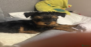 Yorkshire Terrier dogs - Advert 1