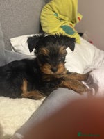 Yorkshire Terrier dogs - Advert 2