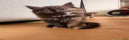 Maine Coon cats for sale: Beautiful Maine coon x BSH - Advert 7