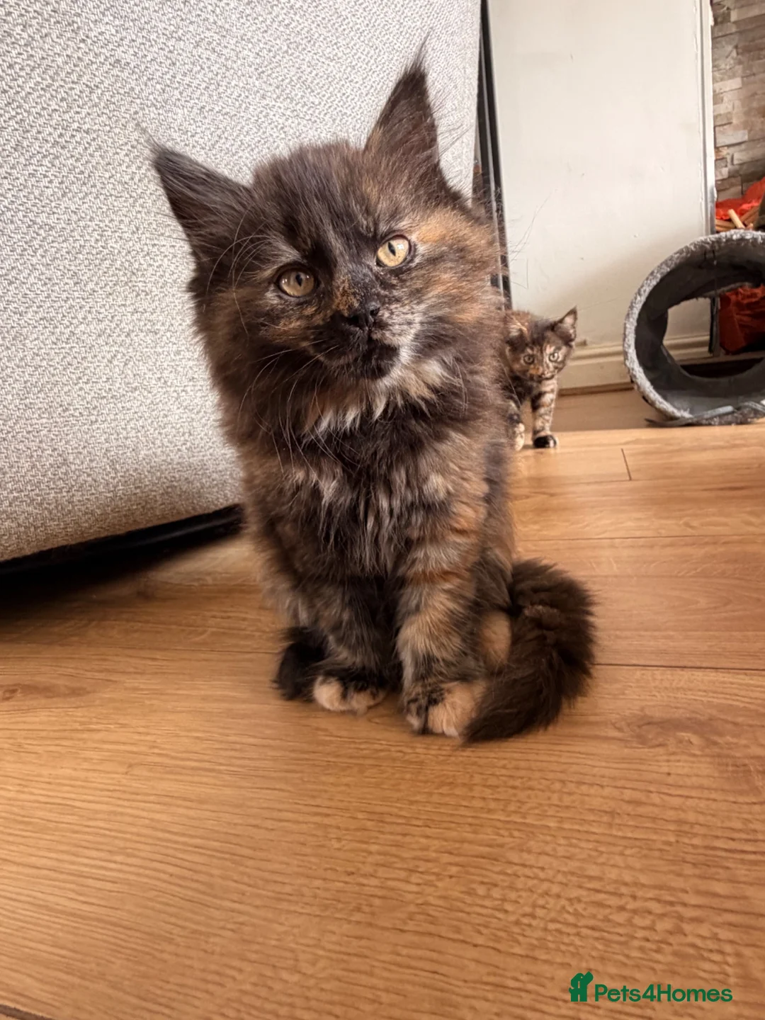 Maine Coon cats for sale: Beautiful Maine coon x BSH - Advert 7
