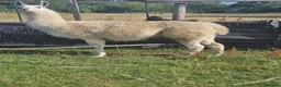 Llama livestock for sale: Llama entire. in Solihull - Advert 3