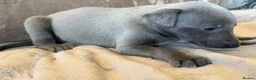 Whippet dogs for sale: ❤️ BEAUTIFUL BLUE WHIPPETS KC REGISTERED❤️ - Advert 24