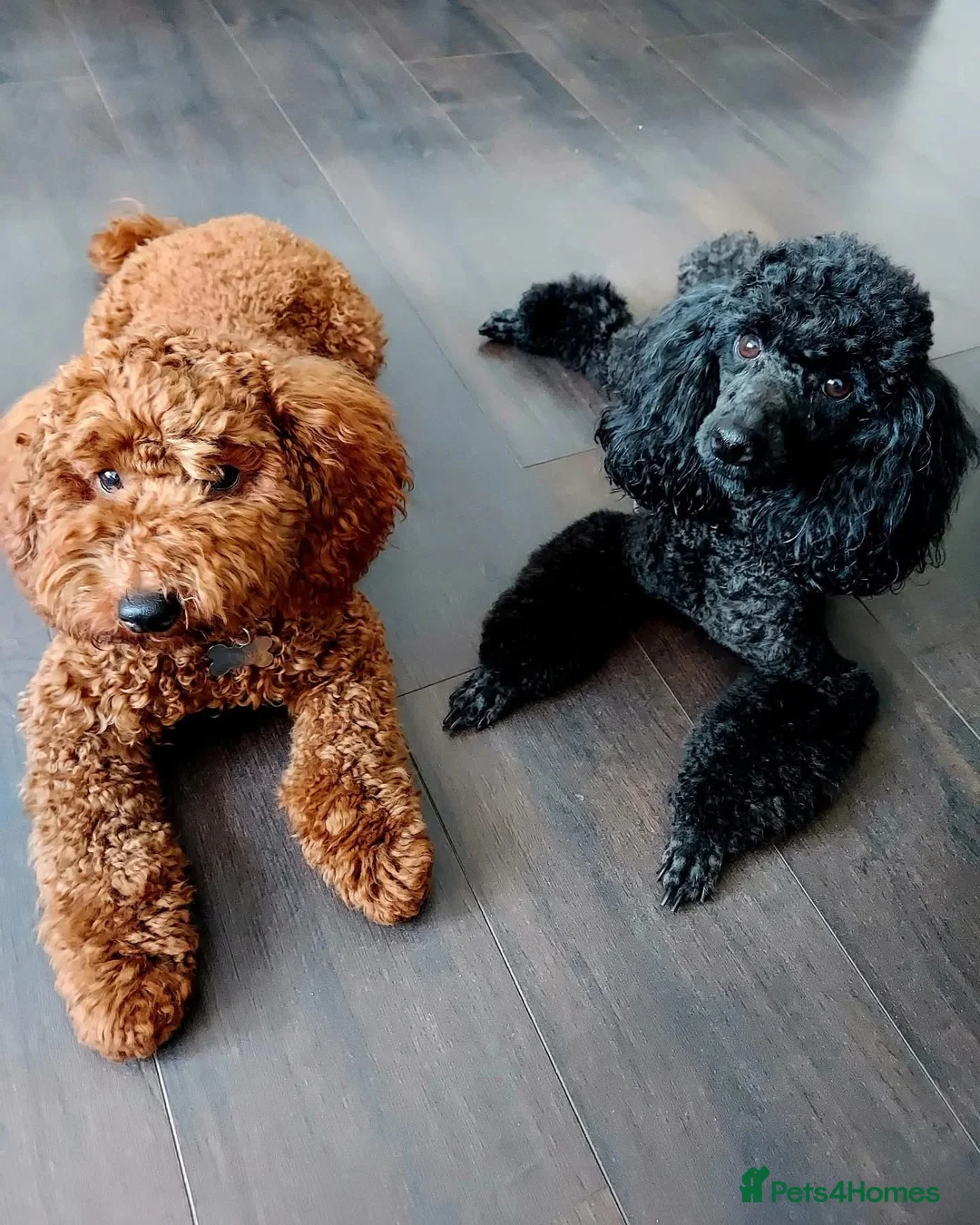 Miniature Poodle dogs for stud: Pure miniature poodle ready for stud service  in Bury Saint Edmunds - Advert 4