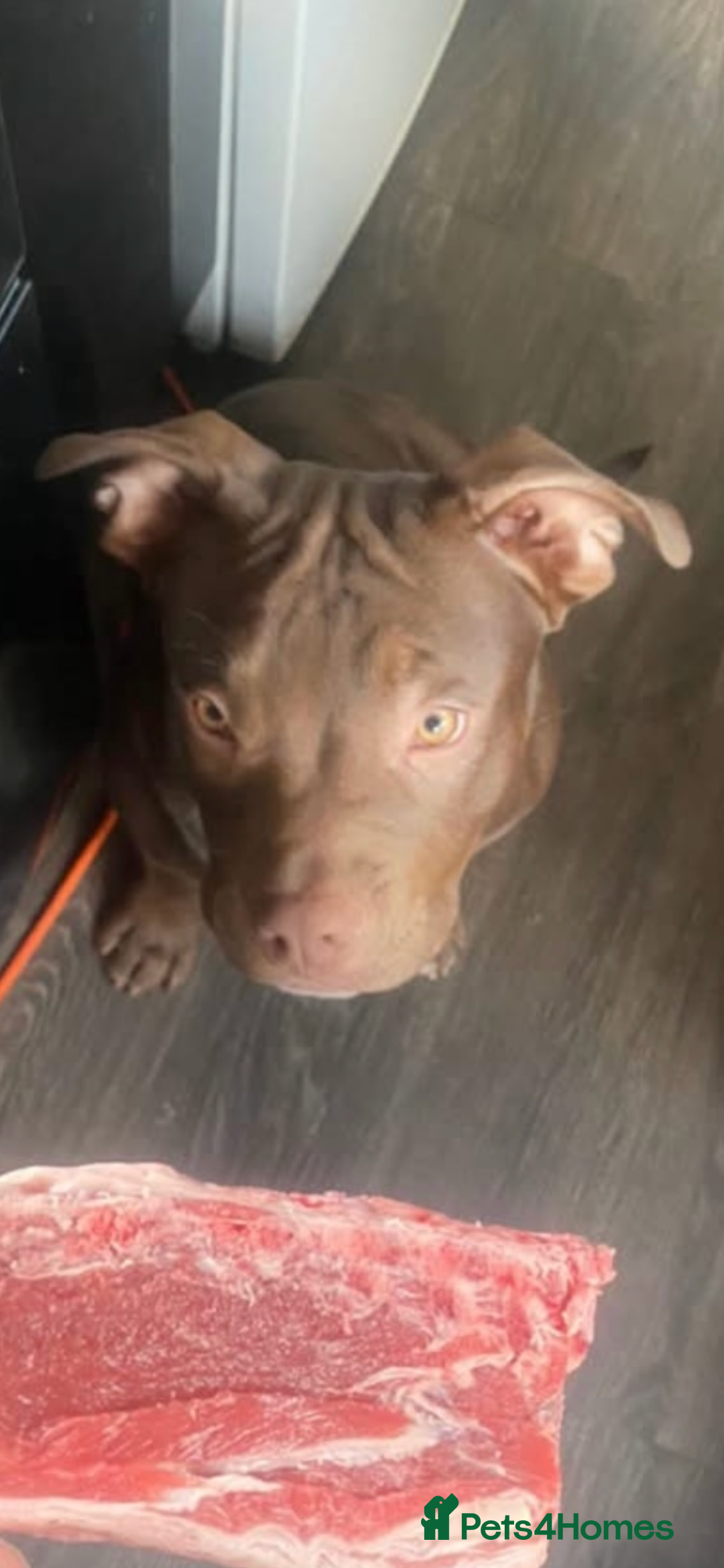 American Bully dogs for sale: Pocket bullies puppies for sale - Image 17