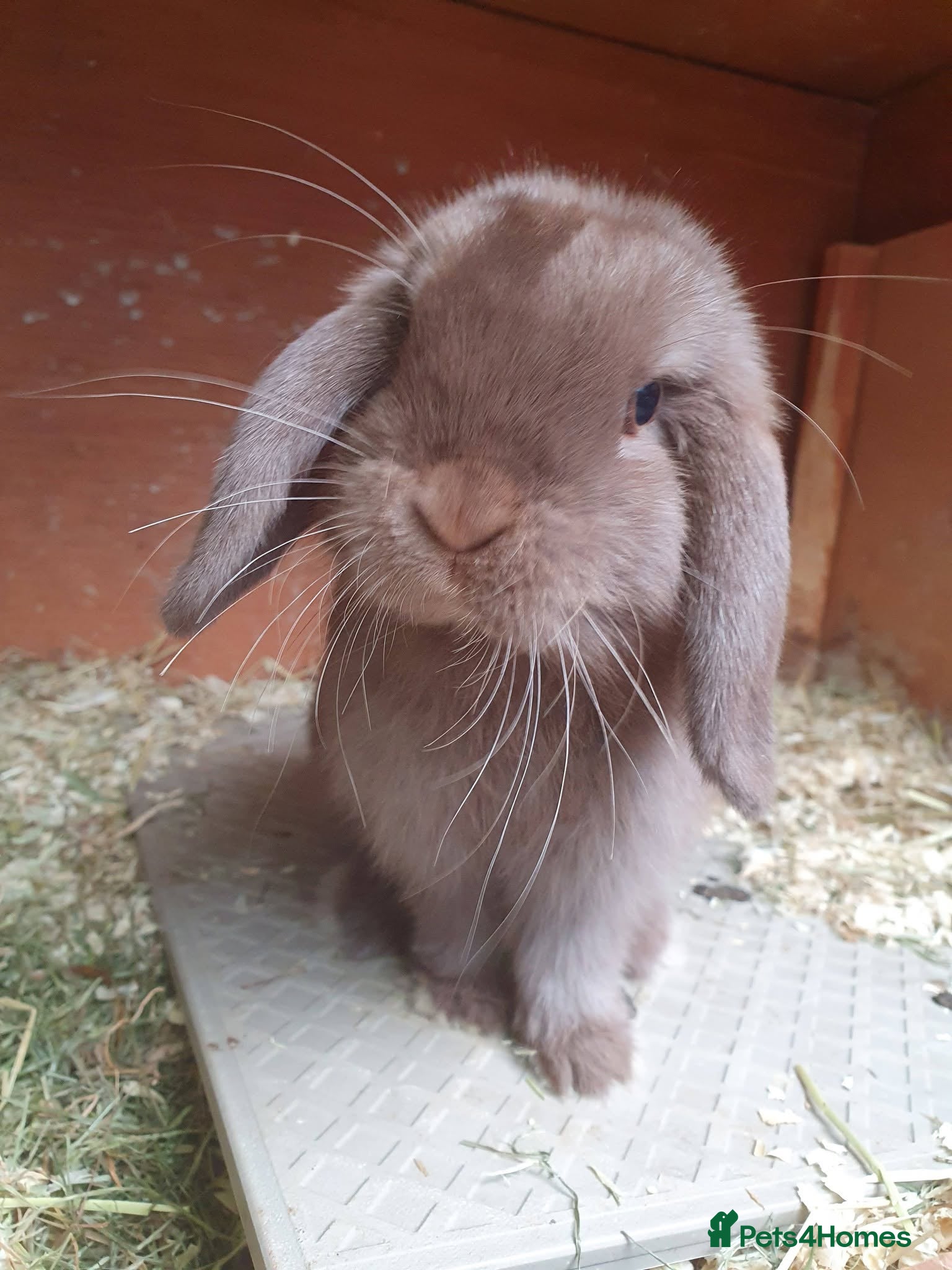 Mini Lop rabbits Spayed/neutered rabbits for adoption, vac Rhd2 - Advert 2