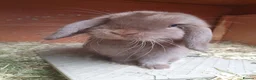 Mini Lop rabbits for sale: Spayed/neutered rabbits for adoption, vac Rhd2 - Advert 2