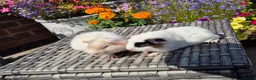 Guinea Pig rodents for sale: Baby Guinea Pigs Pedro & Patch Teddy & Crested - Advert 2