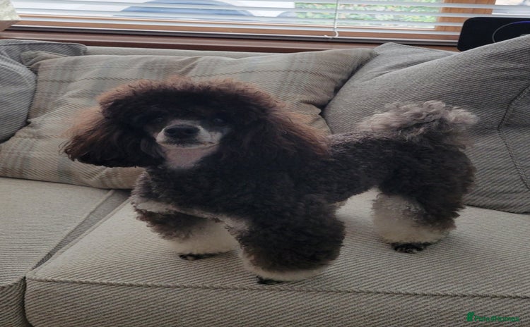 Toy Poodle dogs for stud - Advert 2
