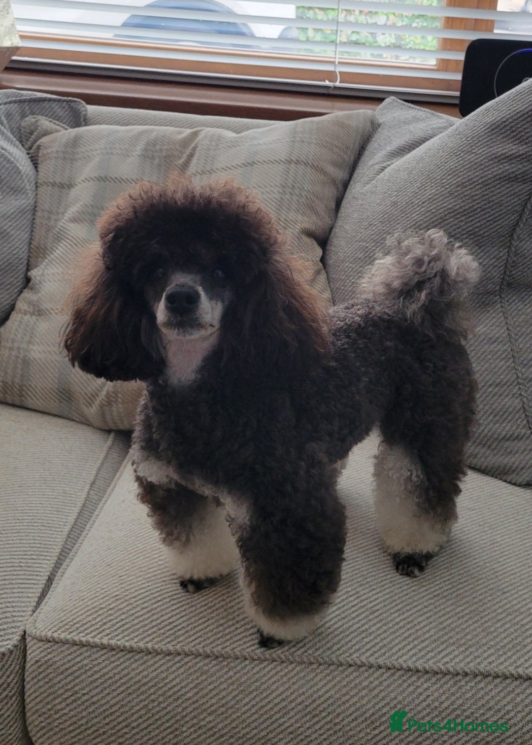 Toy Poodle dogs for stud: *Beautiful Blue Phantom*DNA Clear*Carries Silver* - Image 1
