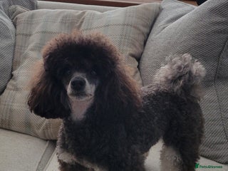 Toy Poodle dogs - Advert 4