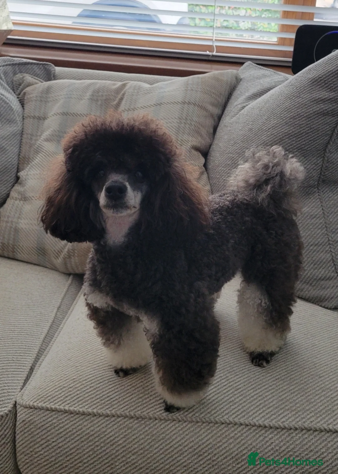 Toy Poodle dogs for stud: *Beautiful Blue Phantom*DNA Clear*Carries Silver* - Advert 3
