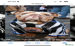 English Bulldog dogs for sale: British bulldog pups for sale - Advert 6