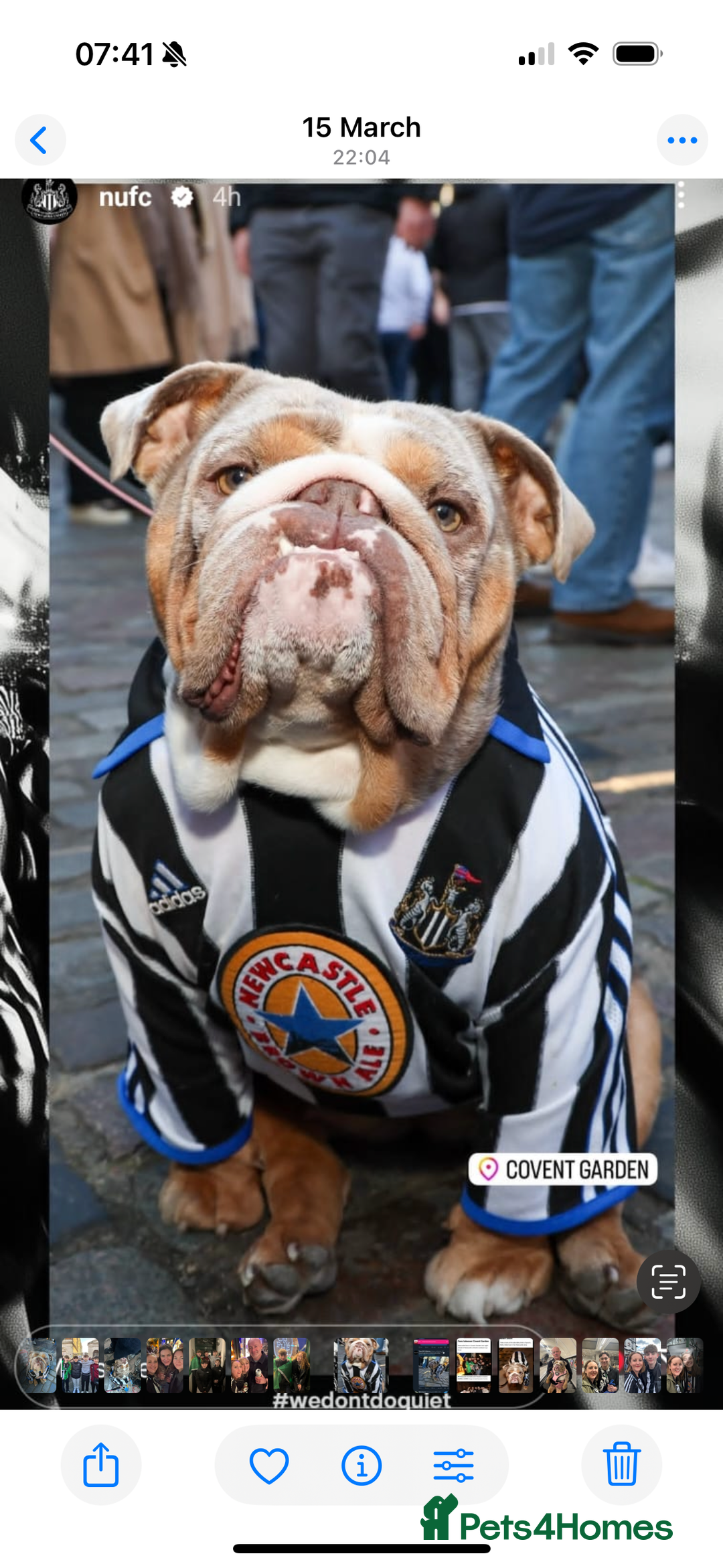 English Bulldog dogs for sale: British bulldog pups for sale - Advert 6