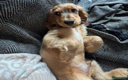 Cocker Spaniel dogs for sale: 2 x Show cocker spaniels (Red) - Image 16