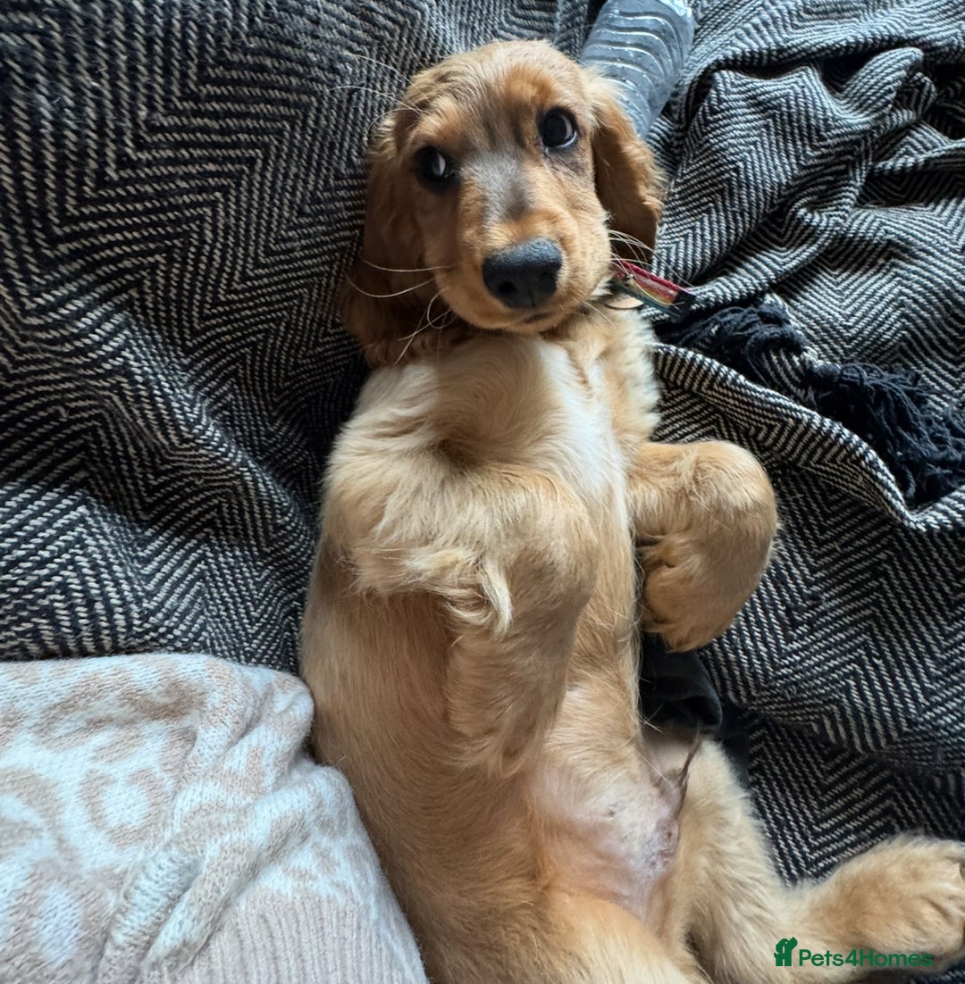 Cocker Spaniel dogs for sale: 2 x Show cocker spaniels (Red) - Image 16