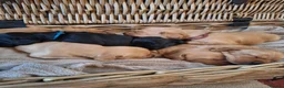 Cockerdor dogs for sale: (6 left) 7 Cockerdor puppies 🐶 5⭐️ breeders - Advert 10