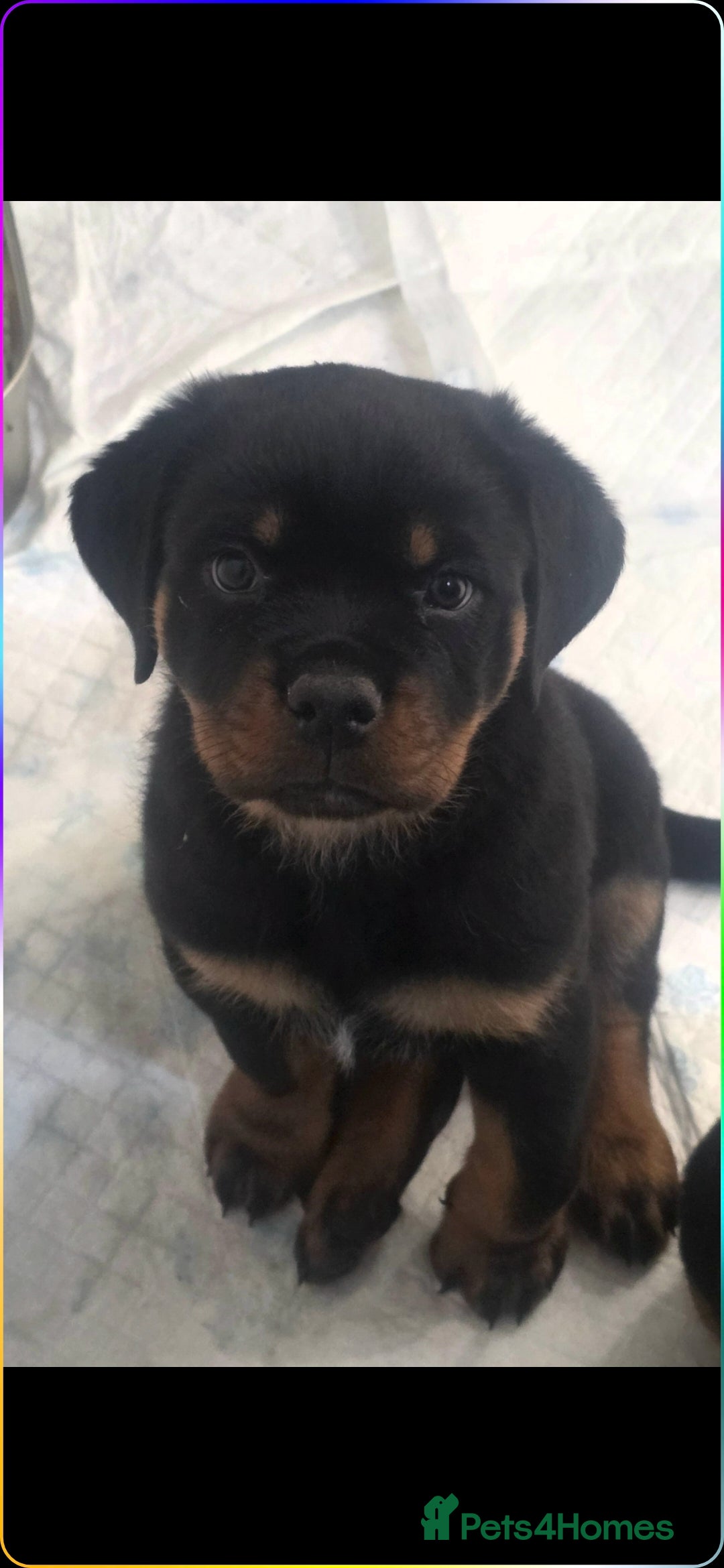 Rottweiler dogs Last girl left. kc rottweilers - Advert 12